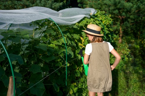 Grape vine on pergola shading a vegetable bed