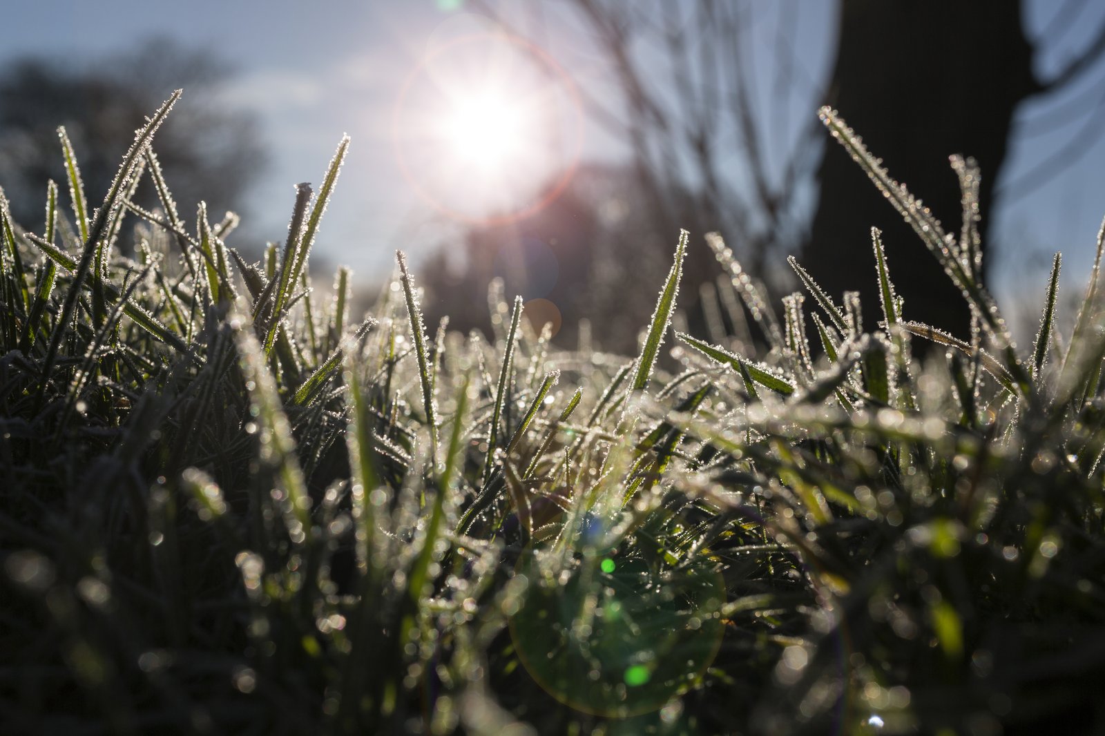 Dawn frost on pasture with clear sky — frost pools visible in a low paddock corner