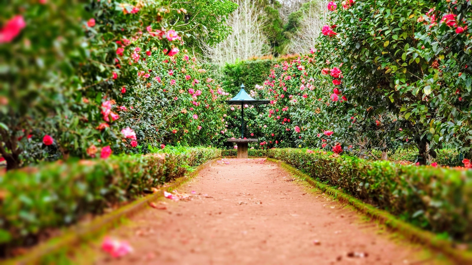 Garden path between productive beds and shelter planting