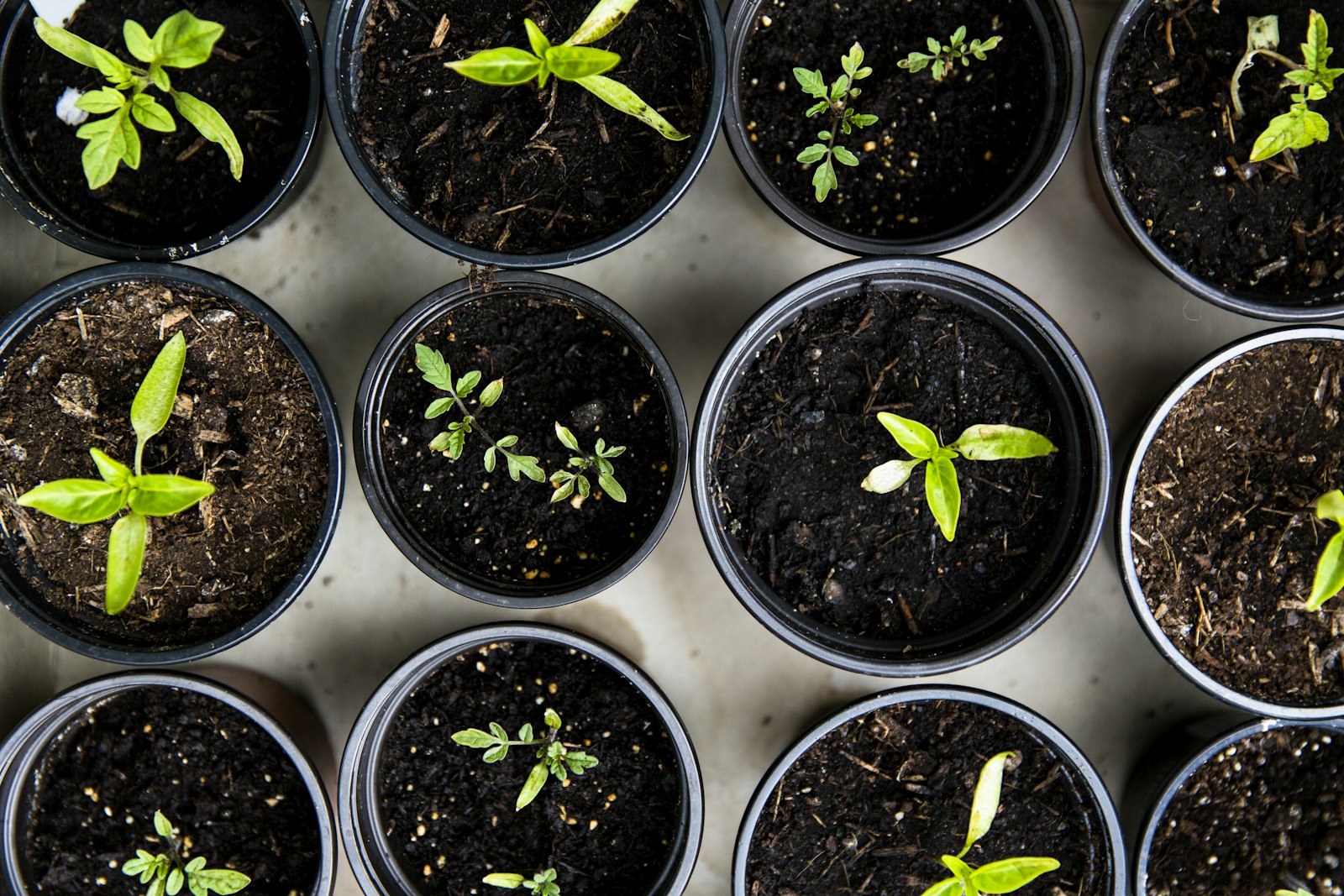 Dark compost and soil in a productive winter garden